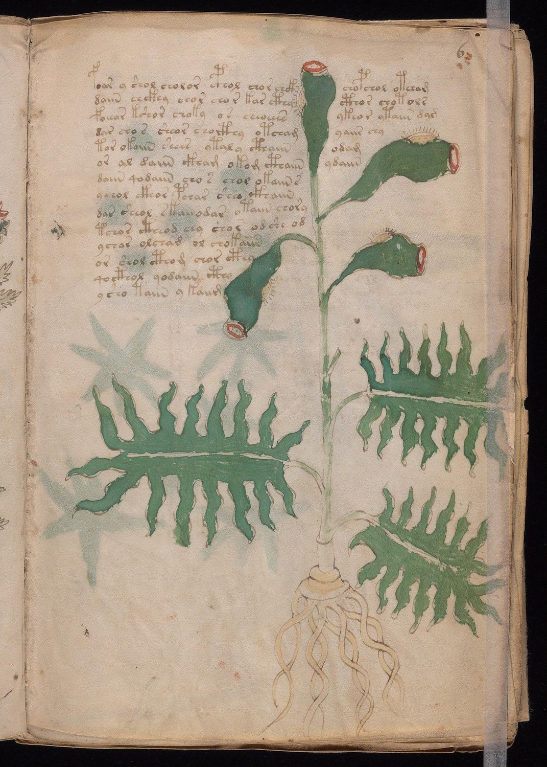 Herbal Page 11